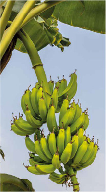 banano