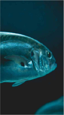 pescado